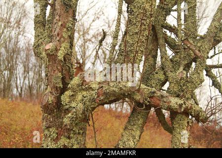 Blue Ridge Mountains, VA, USA. Bäume mit Rinde und Flechten. Stockfoto