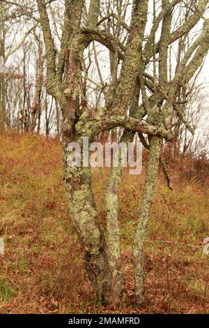 Blue Ridge Mountains, VA, USA. Bäume mit Rinde und Flechten. Stockfoto