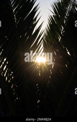 Sonnenaufgang über Meia Praia, Lagos, Portugal. Stockfoto