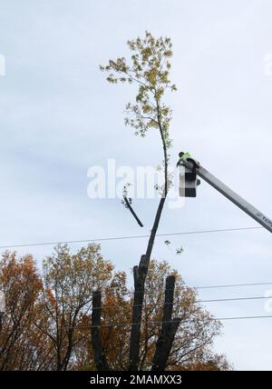 Service-Crew mit Eimer LKW Schneiden einen großen Baum Stockfoto