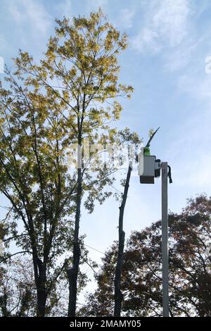 Service-Crew mit Eimer LKW Schneiden einen großen Baum Stockfoto