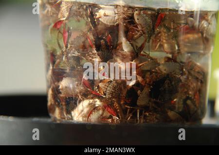 Toten stinken Bugs im Wasser ertrunken Stockfoto