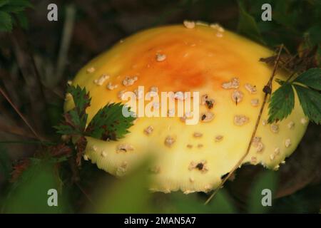 Nahaufnahme eines Amanita Flaconia (Yellow Patches)-Pilzes in Virginia, USA Stockfoto