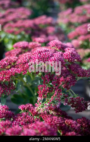 Winterblühende Gartenpflanze, rosa Blüten der Sedum-Zierpflanze, aus nächster Nähe Stockfoto