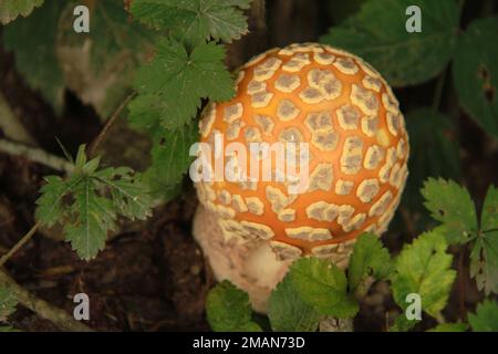 Nahaufnahme eines Amanita Flaconia (Yellow Patches)-Pilzes in Virginia, USA Stockfoto