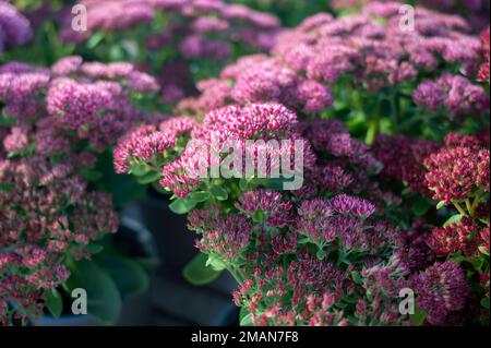 Winterblühende Gartenpflanze, rosa Blüten der Sedum-Zierpflanze, aus nächster Nähe Stockfoto
