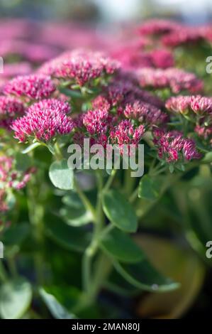 Winterblühende Gartenpflanze, rosa Blüten der Sedum-Zierpflanze, aus nächster Nähe Stockfoto