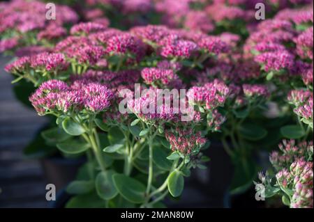 Winterblühende Gartenpflanze, rosa Blüten der Sedum-Zierpflanze, aus nächster Nähe Stockfoto
