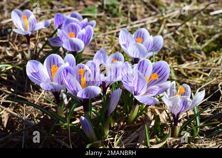 Lila-weiß gestreifte pickwick Crocus Blume und Bienenflug. Frühlingsblumen-Hintergrund. Stockfoto