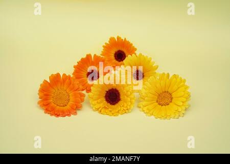 Calendula-Blumen auf gelbem Hintergrund. Schließen. Vorderansicht. Karte Stockfoto