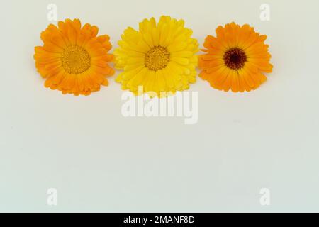 Calendula-Blumen auf gelbem Hintergrund flache Nahaufnahme-Karte Stockfoto