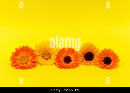 Calendula Blumen auf gelbem Hintergrund Nahaufnahme Karte Stockfoto