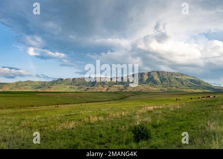 Landschaft mit nördlichen Drakensburg-Bergen im Hintergrund. KwaZulu Natal, Südafrika. Stockfoto