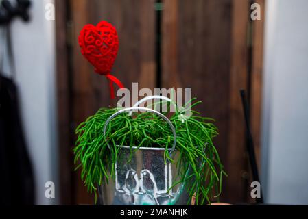 Coral cactus Rhipsalis (Mistletoe cactus) Eine Zimmerpflanze in einem Metalleimer auf einem Holzhintergrund. Stockfoto