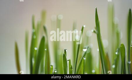 Junge Grassprossen mit Tau. Nahaufnahme. Stockfoto