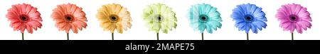 Set aus bunten Gerbera-Blumen isoliert auf Weiß Stockfoto