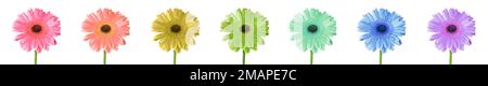 Set aus bunten Gerbera-Blumen isoliert auf Weiß Stockfoto