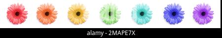 Set aus bunten Gerbera-Blumen isoliert auf weiß, Draufsicht Stockfoto