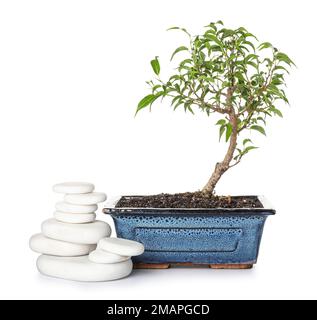 Bonsai-Baum mit Steinen auf weißem Hintergrund Stockfoto