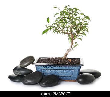 Bonsai-Baum mit Steinen auf weißem Hintergrund Stockfoto