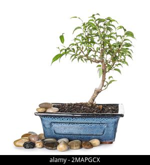 Bonsai-Baum mit Kieseln auf weißem Hintergrund Stockfoto