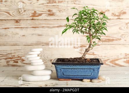 Bonsai-Baum mit Felsen auf weißem Holzhintergrund Stockfoto