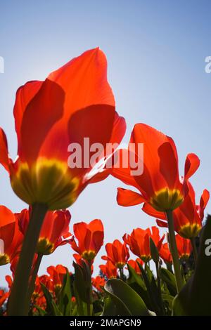 Nahaufnahme der roten und gelben Tulipa - Tulpen vor blauem Himmel im Frühling. Stockfoto