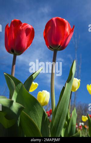 Red Tulipa: Tulpen, die im Frühling aus einem niedrigen Winkel fotografiert wurden. Stockfoto