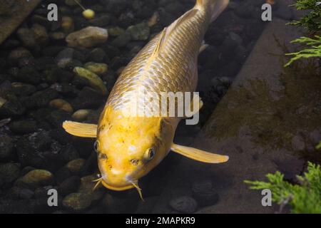 Goldgelber Cyprinus carpio: Japanischer Koi-Fisch im Teich im Sommer Stockfoto