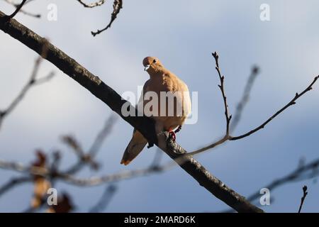 Trauernde Taube auf einem Ast Stockfoto