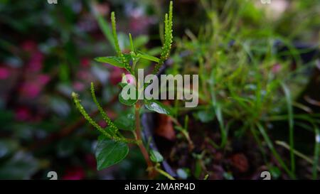 Nahaufnahme, Peperomia Pellucida Wildpflanze, Wächst In Hauspflanzentöpfen Stockfoto