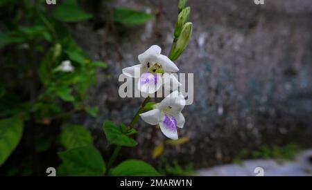 Nahaufnahme der Blume Asystasia Gangetica in Weiß und Lila Stockfoto