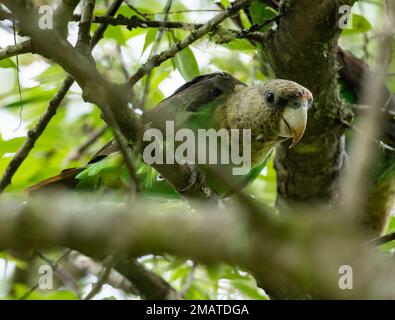Ein Papagei (Poicephalus robustus) in einem Baum. Tzaneen, Limpopo, Südafrika. Stockfoto