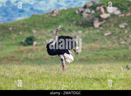 Ein männlicher Strauß (Struthio camelus), der im Freien steht. Wakkerstroom, Mpumalanga, Südafrika. Stockfoto