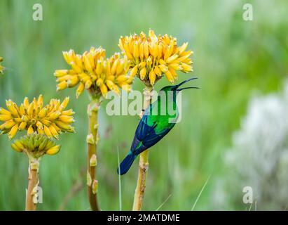 Ein wunderschöner männlicher Malachite Sunbird (Nectarinia famosa), der sich von gelben Blumen ernährt. Südafrika. Stockfoto