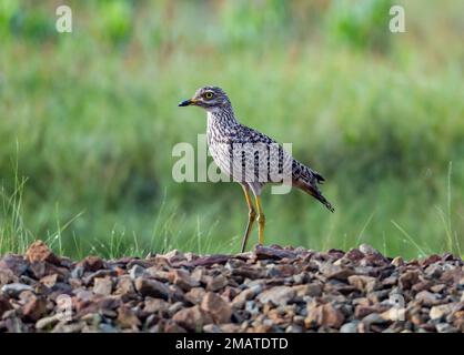 Ein geflecktes dickes Knie (Burhinus capensis), das auf einem Felshaufen steht. Mpumalanga, Südafrika. Stockfoto