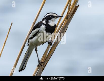 Ein afrikanischer Rattenschwanz (Motacilla Aguimp) auf Schilf. Mkhuze Game Reserve, Kwazulu Natal, Südafrika. Stockfoto