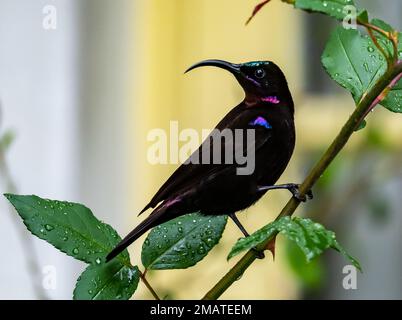 Ein männlicher Amethyst Sunbird (Chalcomitra amethystina), der auf einem Ast sitzt. Underberg, Kwazulu-Natal, Südafrika. Stockfoto