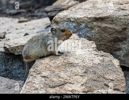 Eine Sloggett's Vlei Ratte (Otomys sloggetti), die auf einem Felsen im Hochland von Lesotho sitzt. Stockfoto