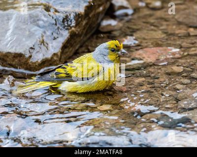 Ein Kap-Kanarienvogel (Serinus canicollis), der ein Bad in einem Bergbach nimmt. Drakensberg Mountains, KwaZulu Natal, Südafrika. Stockfoto