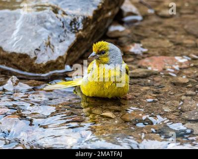 Ein Kap-Kanarienvogel (Serinus canicollis), der ein Bad in einem Bergbach nimmt. Drakensberg Mountains, KwaZulu Natal, Südafrika. Stockfoto