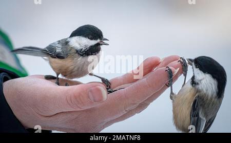 Schwarzkappenhühner (Poecile atricapillus), die mit Sonnenblumenkernen an der Hand einer Frau stehen Stockfoto