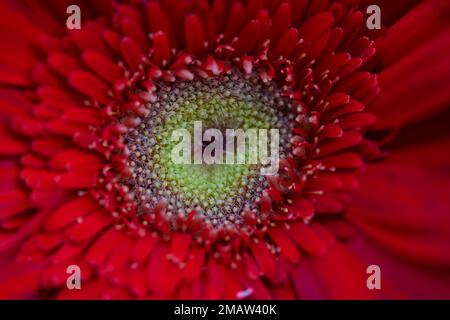 Nahaufnahme der Blüte der roten Gerbera im Garten Stockfoto
