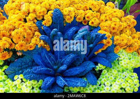 Botanische Kombination aus Gelbtönen, Violett und Grün. Stockfoto