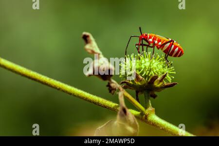Rote Käfer auf einer grünen Blume im Garten. Makrofotografie. Stockfoto