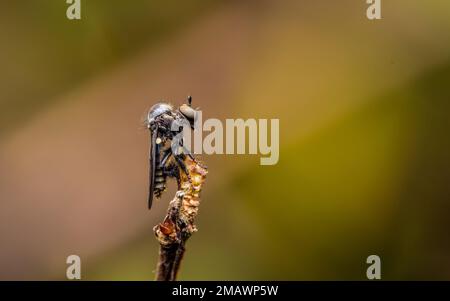Dunkle Räuberfliege (Holcocephala fusca) auf Baumzweig, Makroaufnahme eines kleinen Räuberfliegens in der Natur, Insekt in Thailand. Stockfoto