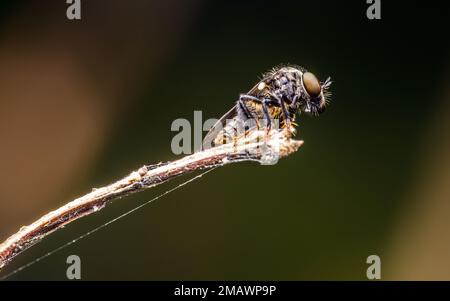 Dunkle Räuberfliege (Holcocephala fusca) auf Baumzweig, Makroaufnahme eines kleinen Räuberfliegens in der Natur, Insekt in Thailand. Stockfoto