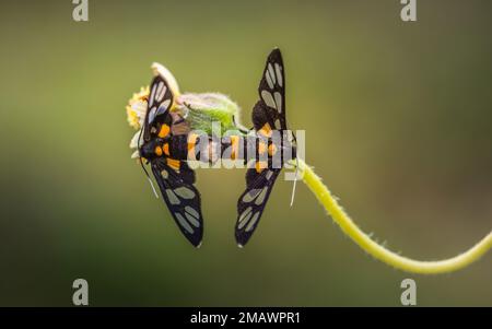 Wespenmotte, Tigermotte paart sich auf Wildblumen, isolierter Naturhintergrund. Stockfoto