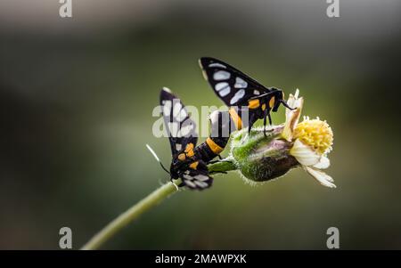 Wespenmotte, Tigermotte paart sich auf Wildblumen, isolierter Naturhintergrund. Stockfoto