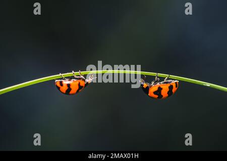 Zwei Marienkäfer auf grüner Grasklinge, Coccinella transversalis Fabricius, Blade Runner, Lady Beetles, Selektionsfokus. Stockfoto